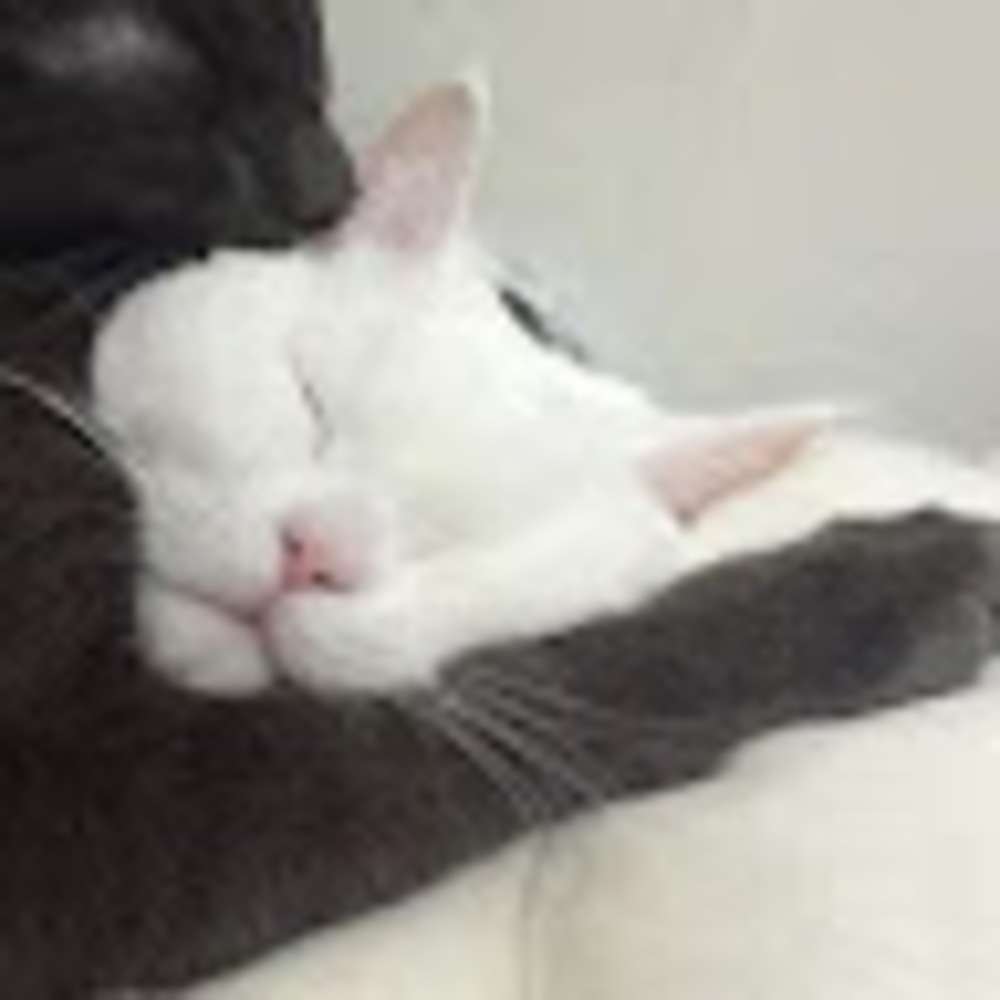 Meet your Posher, Lili